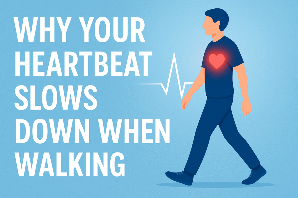 Why Your Heartbeat Slows Down Suddenly While Walking