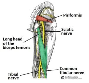 sciatic nerve